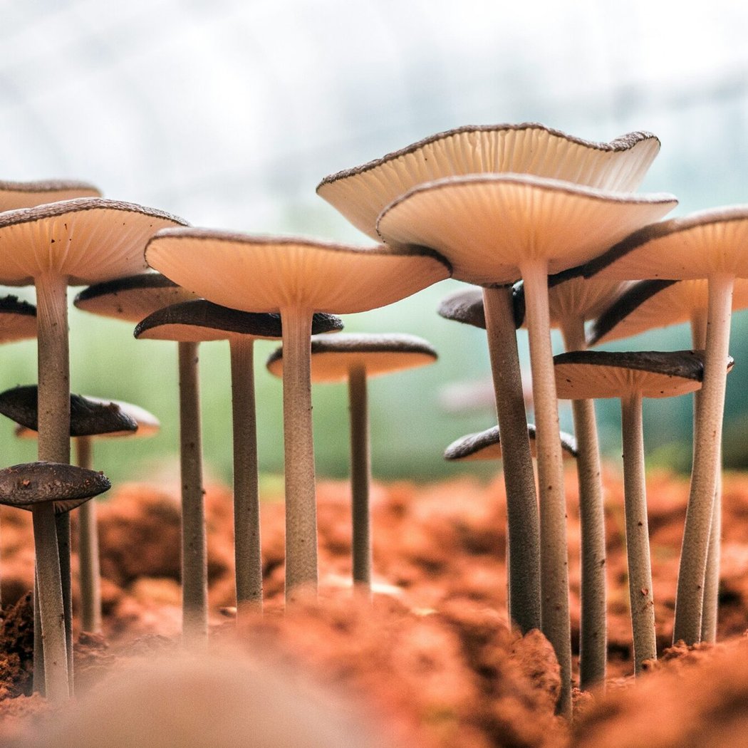 Fungi Forager’s Feast & Book Signing 1